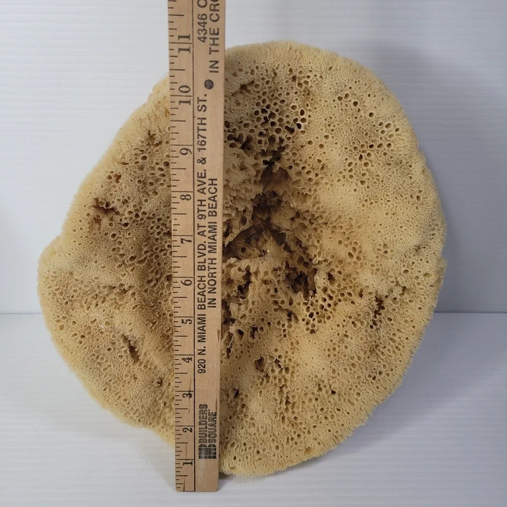 2 Natural Sea‎ Sponges Vase Cap Ocean Nautical Beach House Decor 7
